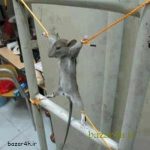 اسیر شدن یک موش در خوابگاه دانشجویی