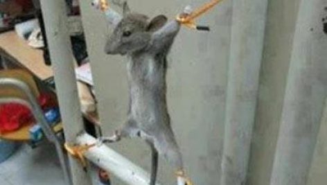 اسیر شدن یک موش در خوابگاه دانشجویی