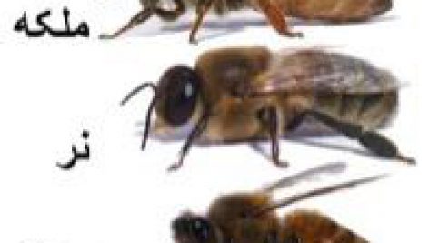 انواع زنبور عسل