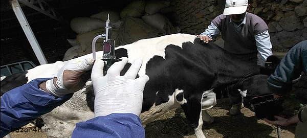 واکسیناسیون گاوهای شیری