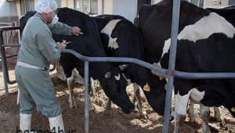 واکسیناسیون گاوهای شیری