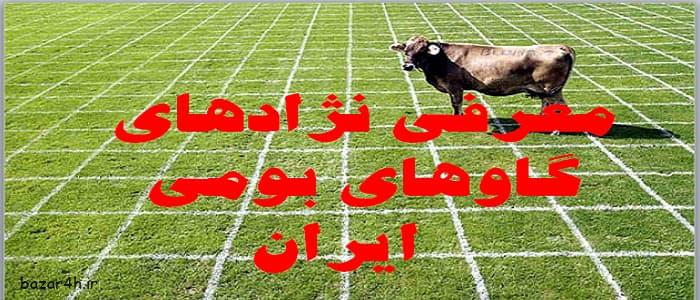 معرفی نژادهای گاوهای بومی ایران